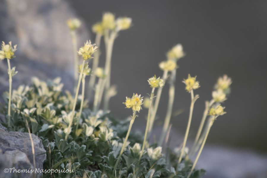 Potentilla deorum.- endemita del M. Olimpo, Grecia